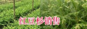 云南哪里紅豆杉苗質(zhì)量好？-保山騰沖學(xué)勝紅豆杉苗圃