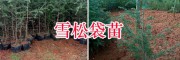 昆明哪里雪松苗多？石林聚緣苗圃雪松樹價(jià)格表