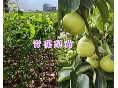 云南柚子苗一棵多少錢(qián)/枇杷苗品種-大理枇杷苗銷(xiāo)售圖3