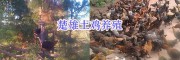 云南山坡散養(yǎng)土雞*楚雄市荒山土雞養(yǎng)殖場(chǎng)-土雞銷售