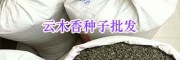 昆明螺螄灣獨(dú)定子種子-高出芽率云木香種子批發(fā)