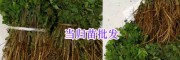 昆明中藥材苗出售：紫花白芨苗&當歸苗-螺螄灣藥材種苗