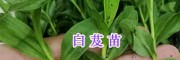 螺螄灣中藥材苗供應：紫花白芨苗&當歸苗-昆明藥材種苗