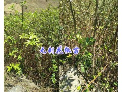 保山無刺花椒-云南供應(yīng)無刺花椒苗400-6633-626圖3