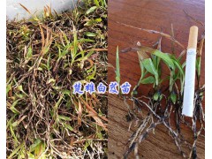 小白芨苗銷售&楚雄三叉白芨種苗_云南三叉白芨苗供應(yīng)信息圖1