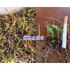 小白芨苗銷售&楚雄三叉白芨種苗_云南三叉白芨苗供應(yīng)信息