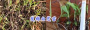 楚雄白芨小苗/大白芨塊莖苗出售- 13987819680