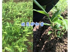 云南砂仁種植基地#供應(yīng)紅河-文山砂仁苗_優(yōu)質(zhì)砂仁苗批發(fā)圖3