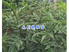 產(chǎn)地麗江無刺花椒/扶貧項(xiàng)目花椒苗供應(yīng)-圖2