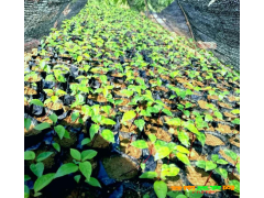 優(yōu)質(zhì)藍花楹，開遠市綠盛鑫輝苗木基地購優(yōu)質(zhì)藍花楹圖2