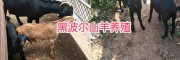 云南新品種黑山羊：黑波爾羊，努比亞山羊、波爾羊雜交改良種