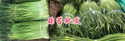 云南蒜苔批發(fā)價格—獨蒜蒜苔銷售**087164155848