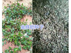 昆明獨(dú)定子多少錢一斤？螺螄灣小白芨苗圖1