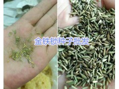 昆明獨(dú)定子多少錢一斤？螺螄灣小白芨苗圖2