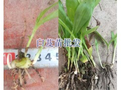 紫花白芨苗一棵多少錢#供應貴州白芨苗*昭通威信白芨圖2