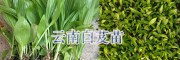 昭通白芨苗批發(fā)/威信白芨種苗