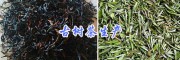 古樹茶云南哪里便宜？紅河縣古樹茶批發(fā)價(jià)_森林純農(nóng)特產(chǎn)品