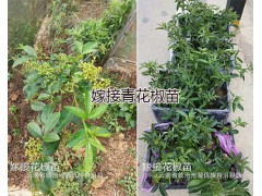 嫁接青花椒苗多少錢/云南青花椒袋裝苗批發(fā)圖3