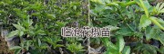 供應(yīng)大理、普洱、保山青花椒苗：新品種嫁接青花椒&九葉青花椒