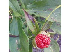 七葉一枝花種子(滇重樓品種)_今年高桿滇重樓種子市場價圖3