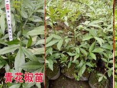 青花椒怎么育苗青花椒苗哪里|青花椒苗怎么賣？圖1