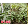 青花椒怎么育苗青花椒苗哪里|青花椒苗怎么賣(mài)？