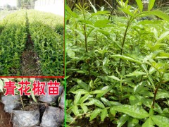 青花椒怎么育苗青花椒苗哪里|青花椒苗怎么賣？圖2