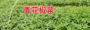 云南哪里有青花椒苗？