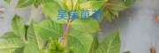 臨滄吳茱萸_云南吳茱萸特優(yōu)8號(hào)小苗13887043679