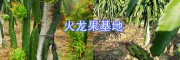 云南火龍果基地預(yù)定