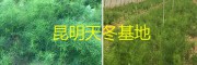 昆明大天冬苗——云南祿勸茂山天冬種植基地