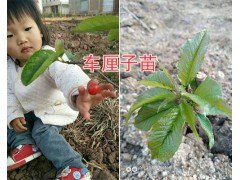 4月成熟甜櫻桃苗：紅寶石甜櫻桃苗批發(fā)_云南大櫻桃圖2