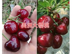 云南大櫻桃苗種類：紅寶石櫻桃-布魯克斯/黑珍珠櫻桃圖3