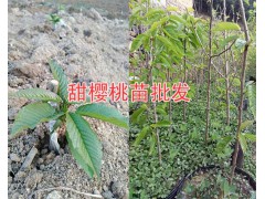 大櫻桃苗價(jià)格#砂蜜脫、美早、布魯克斯櫻桃苗出售_云南櫻桃苗圖2