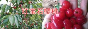 早紅寶石櫻桃苗批發(fā)—4月成熟的大櫻桃種類#紅寶石甜櫻桃特點