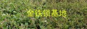 獨(dú)定子增產(chǎn)營養(yǎng)肥#金鐵鎖植物蛋白酚批發(fā)