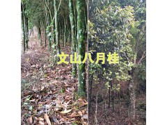 八月桂花樹一棵多少錢#云南八月桂批發(fā)圖3