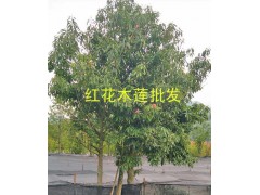 紅花木蓮供應(yīng)商：云南16-20公分紅花木蓮樹批發(fā)圖2