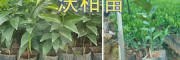 玉溪沃柑苗#無(wú)核沃柑苗繁育基地—云南沃柑苗銷(xiāo)售