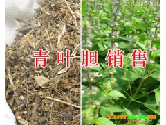 云南青葉膽價格多少? 云南彌勒青葉膽草藥哪里有賣?圖2