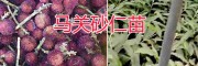 新品種陽春砂仁苗——陽春小顆粒圓紅砂仁苗