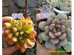 昆明多肉植物-春萌/葡萄出售*云南多肉植物供應(yīng)圖3