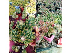 昆明哪里多肉植物多、質(zhì)量好？—肖家營村姐妹園藝多肉大棚基地圖2