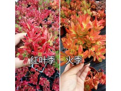 多肉植物批發(fā)報(bào)價(jià)-云南多肉植物供應(yīng)商圖3