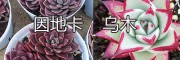 云南多肉植物種植戶&昆明多肉基地：因地卡-烏木-蛛絲卷-紫樂(lè)