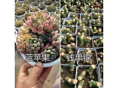 多肉植物批發(fā)報(bào)價(jià)-云南多肉植物供應(yīng)商圖2