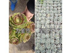 稀有多肉植物圖鑒：云南多肉植物園區(qū)-昆明進(jìn)口多肉銷(xiāo)售圖2