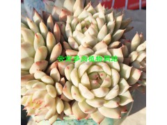 多肉植物的市場(chǎng)價(jià)格表_多肉植物網(wǎng)站[權(quán)威認(rèn)證]圖2