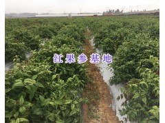 紅果參組培苗-蜘蛛果苗批發(fā)—麗江紅果參種苗基地圖2