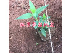 蜘蛛果銷售-云南蜘蛛果（紅果參）批發(fā)云南麗江-紅果參圖2